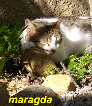 Un comodo guanciale:-)